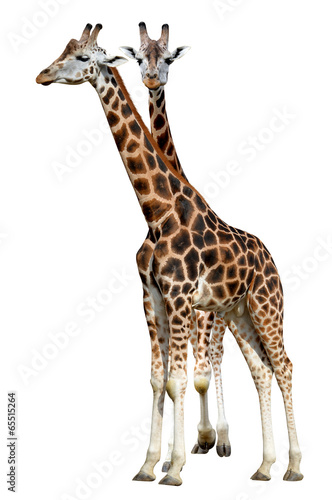 giraffes isolated on white background © vencav