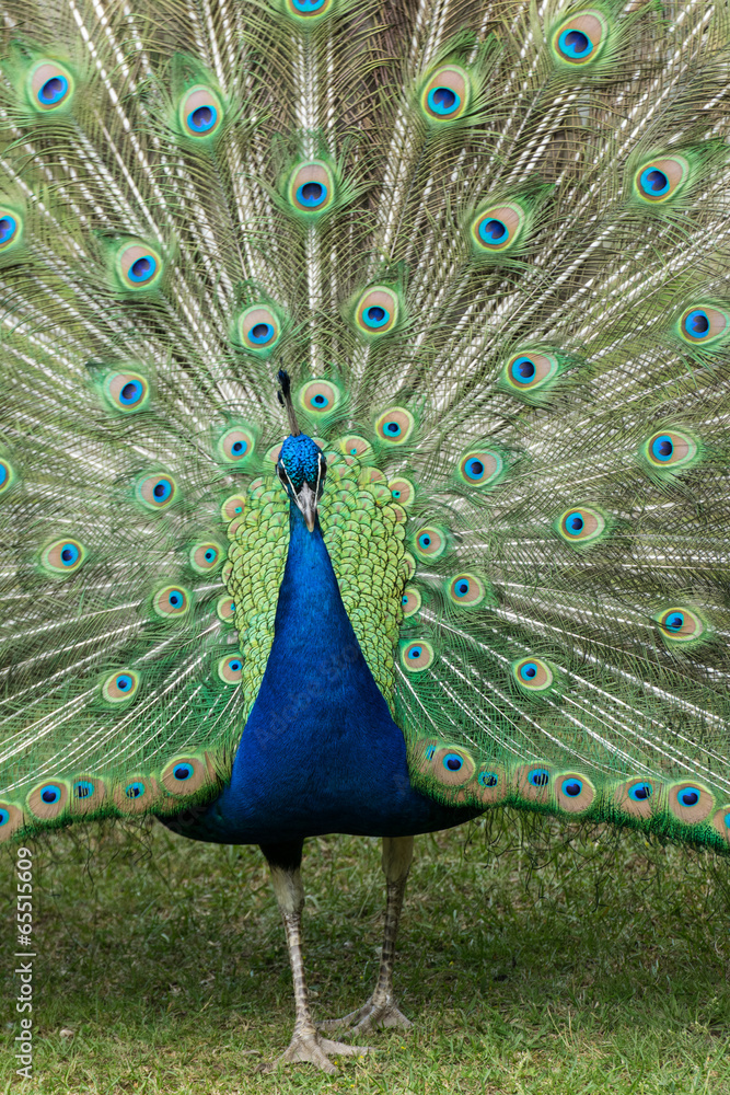 Naklejka premium Pfau mit Rad