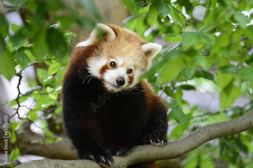 Fotografie Roter Panda