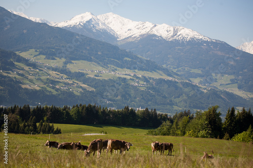 Kühe Berge