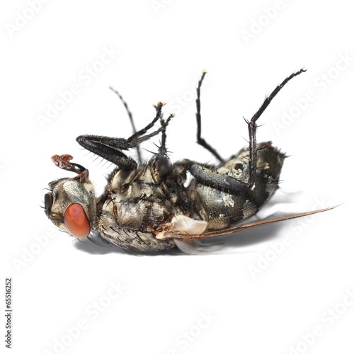 dead fly isolated on white background