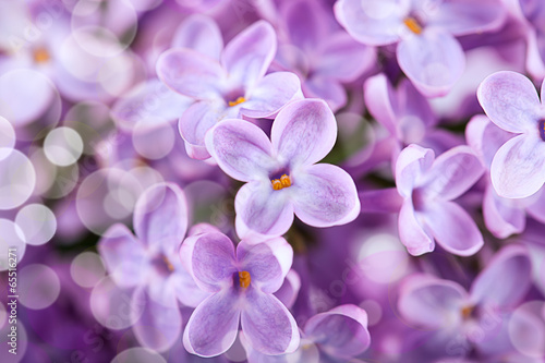 Lilac flowers (close up shot, bokeh effect )