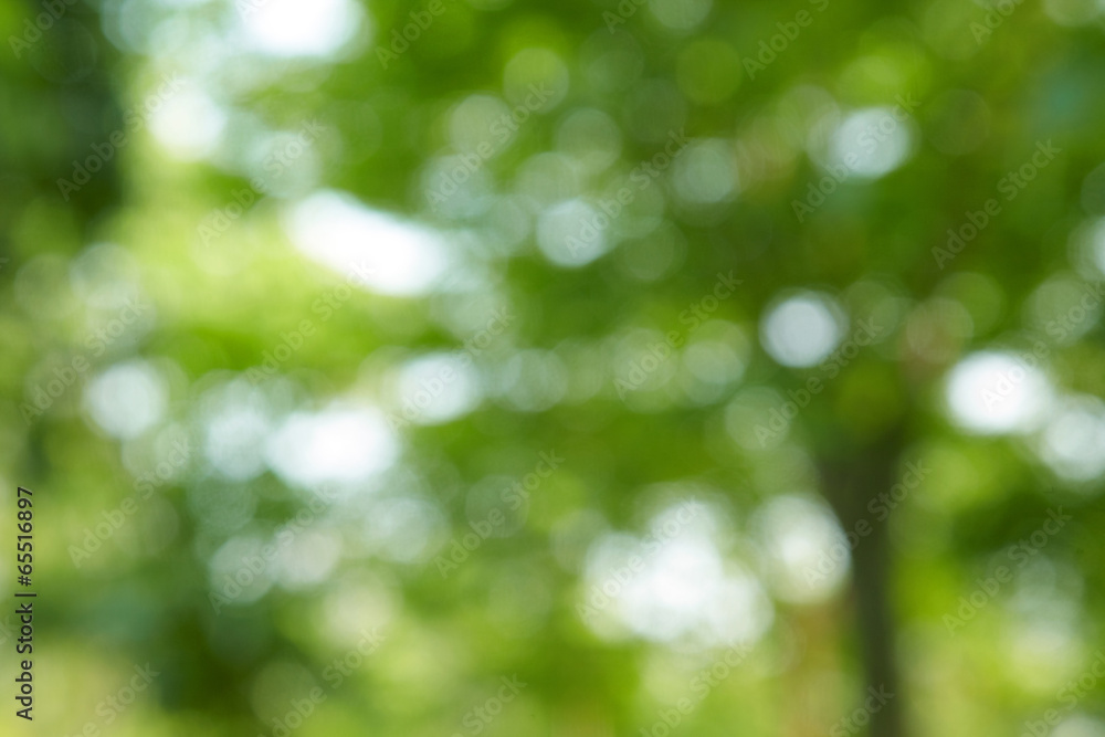 light green background from tree in sun light