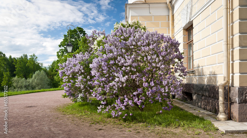 Lilac bush in spring