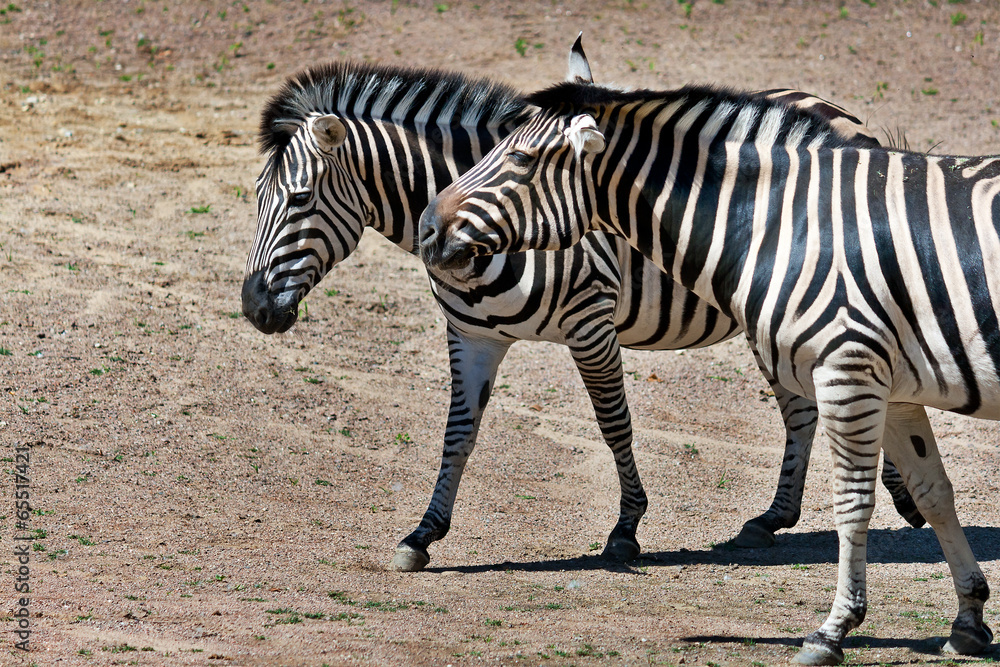 Zwei Steppenzebras (Equus quagga) Zwei Steppenzebras (Equus quagga)