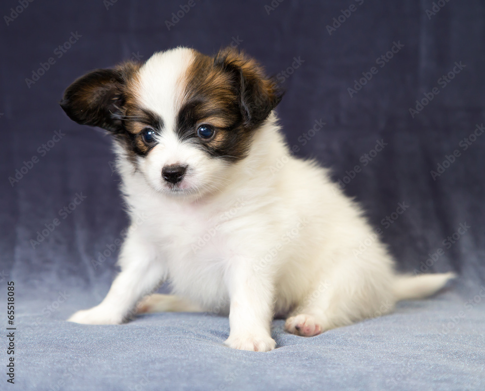 Fototapeta premium Portrait of a puppy Papillon