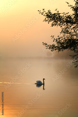 schwan im nebel