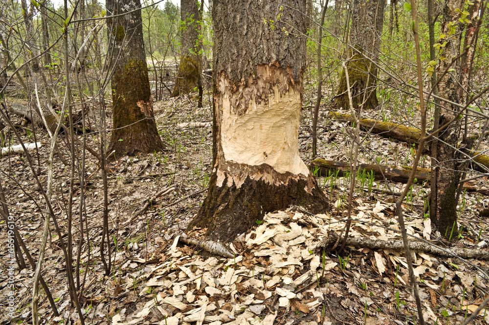 Beavers have recently nibbled trees. Beavers have recently nibbled trees.