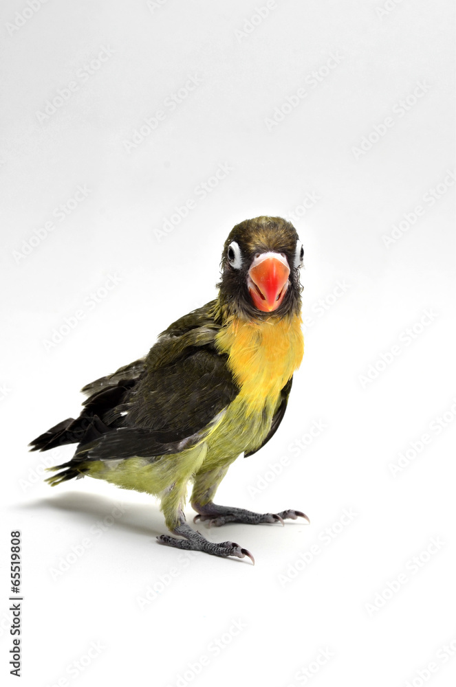 Fototapeta premium Polluelo de agapornis personata