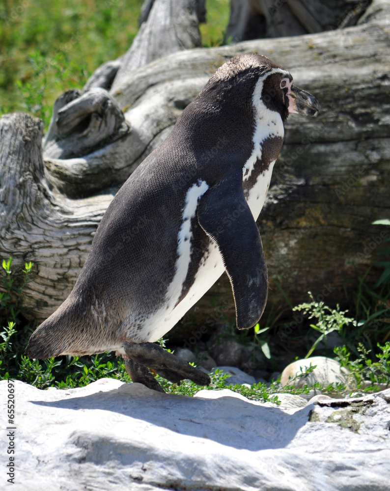 Naklejka premium animals - penguins in summer