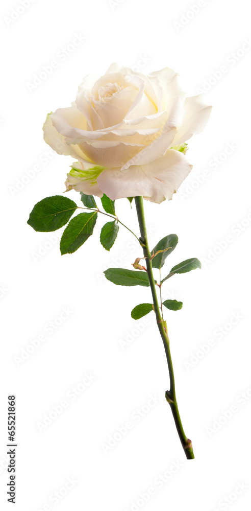 Obraz premium Flower white roses. Isolated on white background