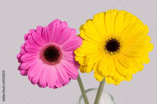 Pink and yellow gerbera on grey background.