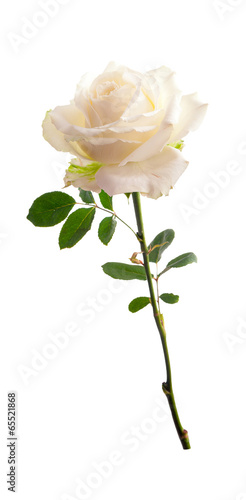 Flower white roses. Isolated on white background