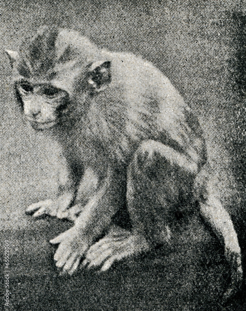 Naklejka premium Rhesus macaque (Macaca mulatta)