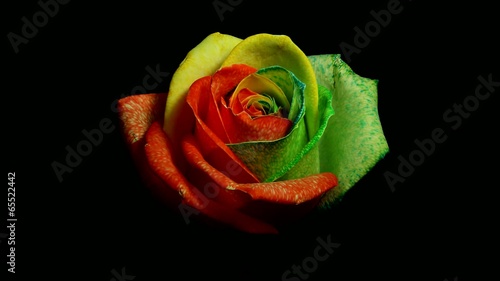 Rainbow rose time lapse