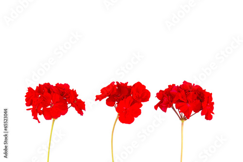 red geranium flower photo