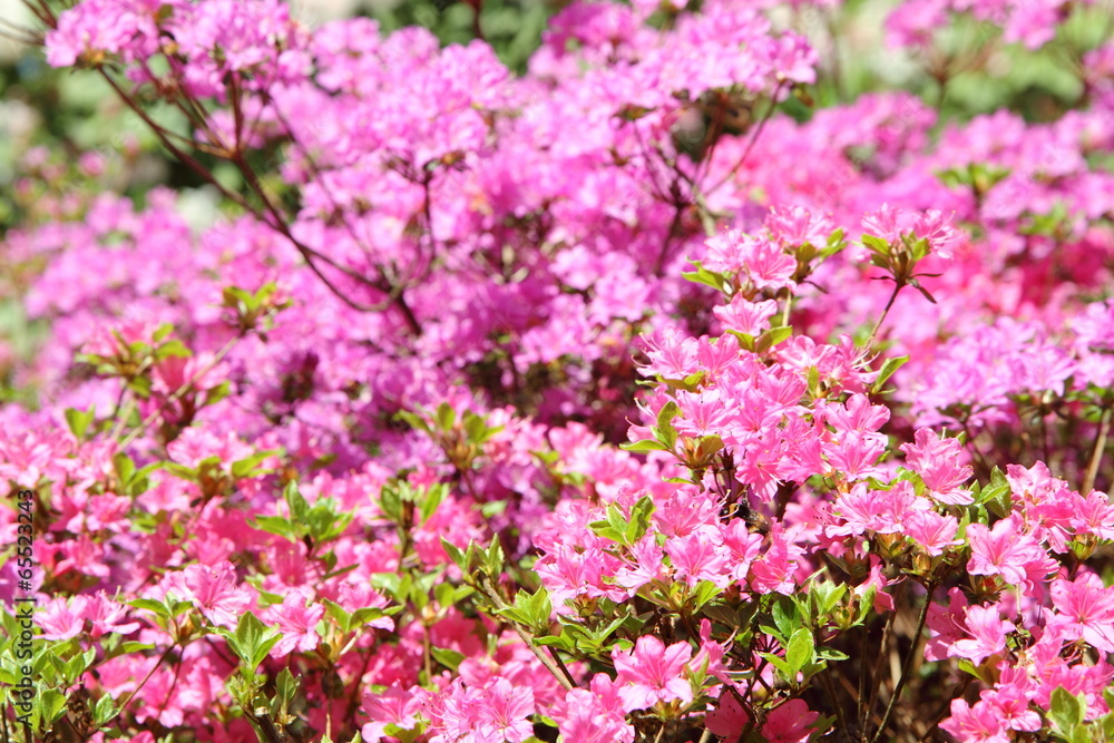Rhododendron blooming in a park