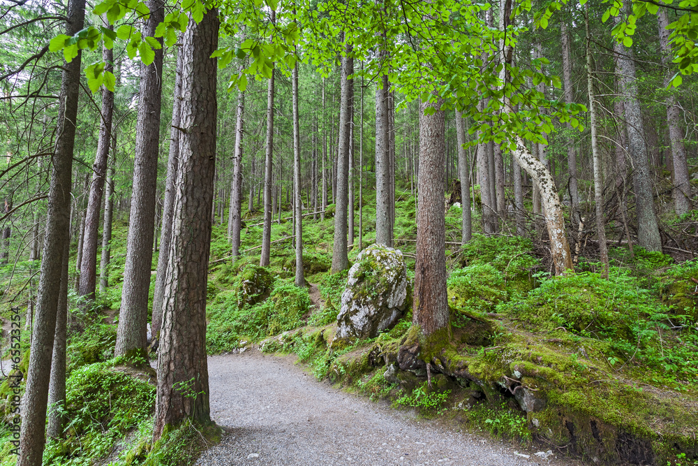 Fototapeta premium Alpine forest on the shore of lake Eibsee. Germany.