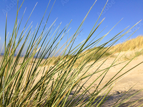 Gras auf den D  nen am Strand - D  nengras im Sommer am Atlantik oder Nordsee im Urlaub.