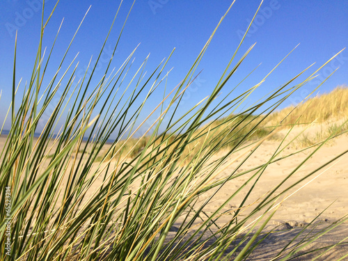 Wallpaper Mural Gras auf den Dünen am Strand und Meer - Dünengras im Sommer am Atlantik oder Nordsee im Urlaub. Torontodigital.ca
