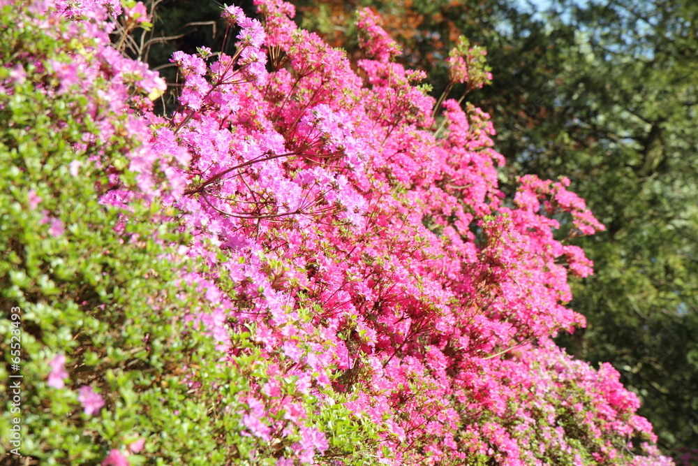 Rhododendron blooming in a park Rhododendron blooming in a park