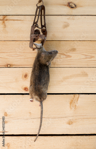 Dead rat in a trap