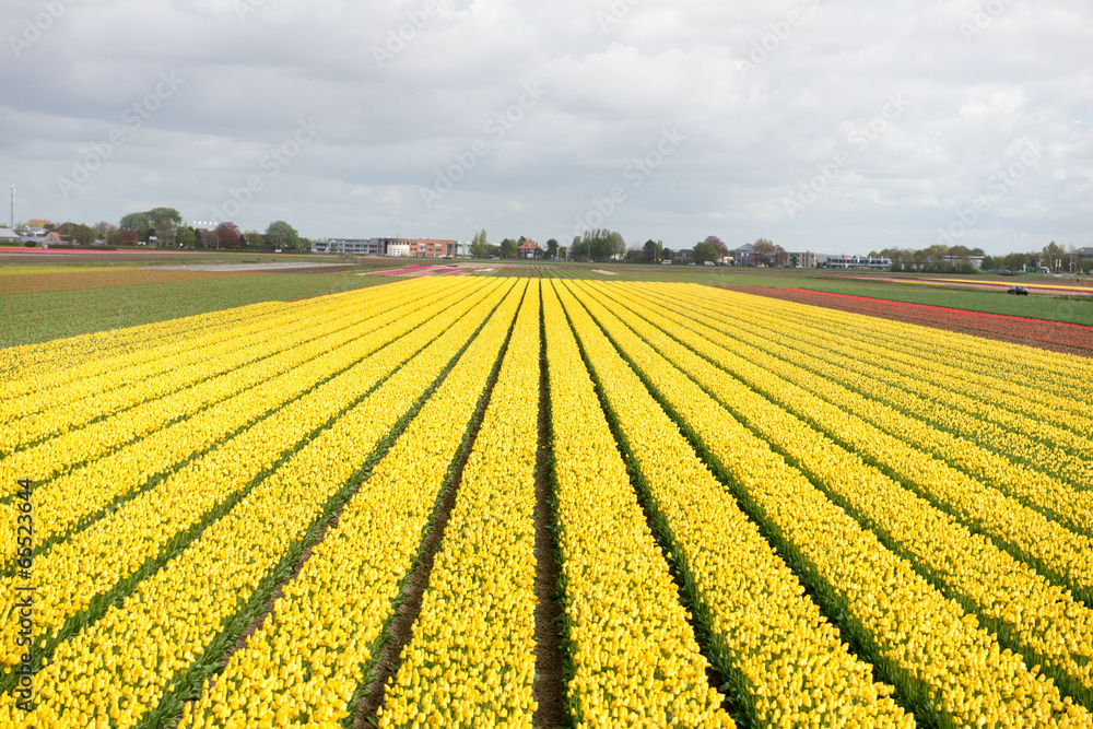 Promenade au jardin de Keukenhof