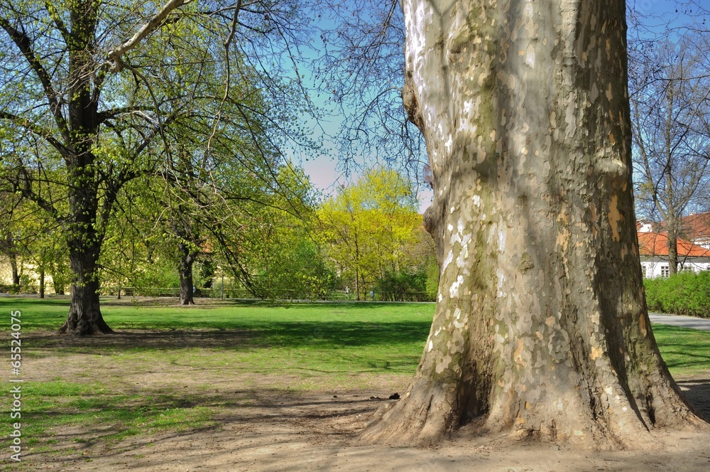 Platanus Orientalis - old Plane tree in the park Platanus Orientalis - old Plane tree in the park