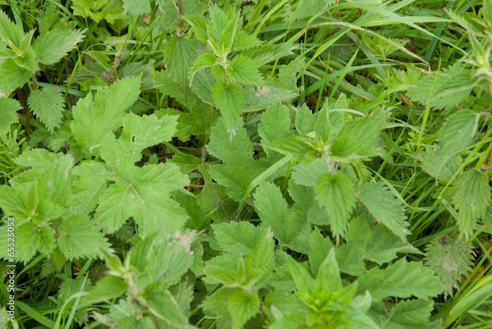 nettles nettles