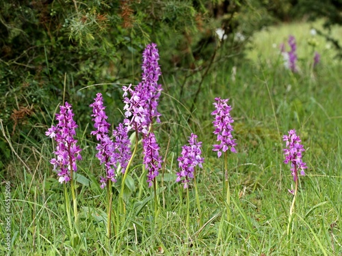 Stattliches Knabenkraut (Orchis mascula) © Schmutzler-Schaub