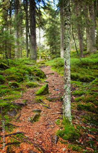 Footpath through a pine forest