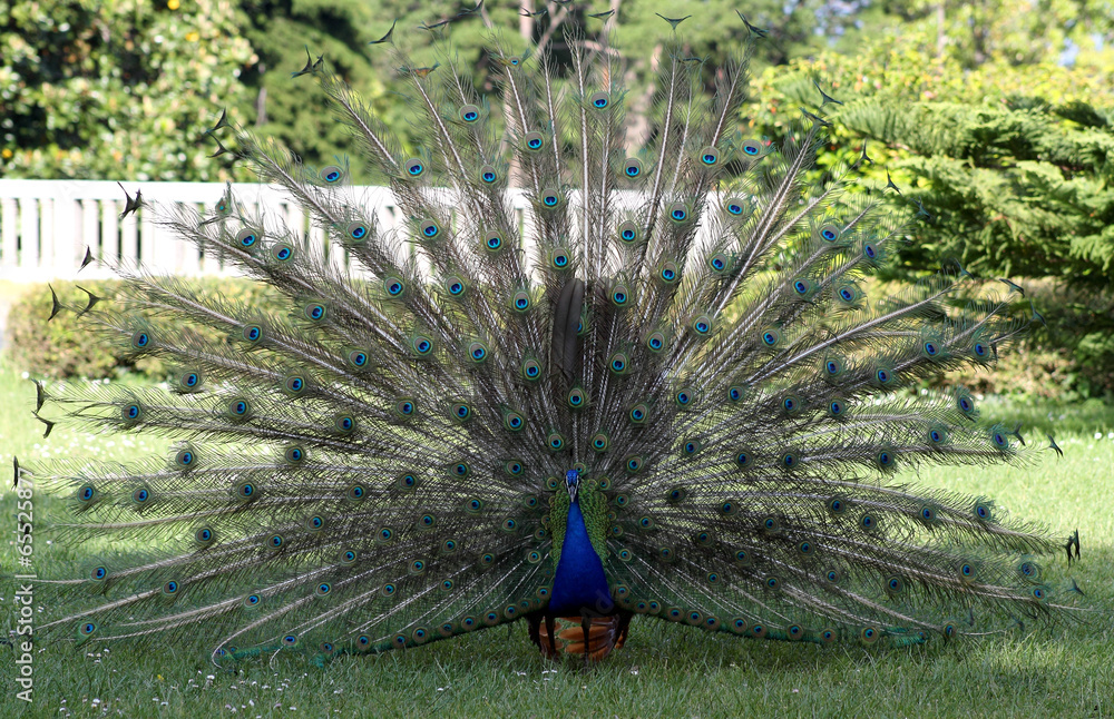 Obraz premium Male peacock displaying tail feathers