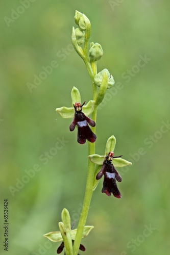 Fototapeta Naklejka Na Ścianę i Meble -  Fliegen-Ragwurz (Ophrys insectifera)