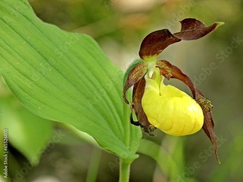Gelber Frauenschuh (Cypripedium calceolus)