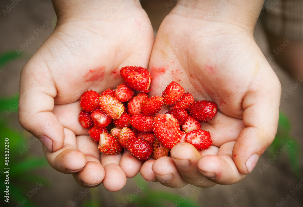 Wild strawberries in children hands Wild strawberries in children hands
