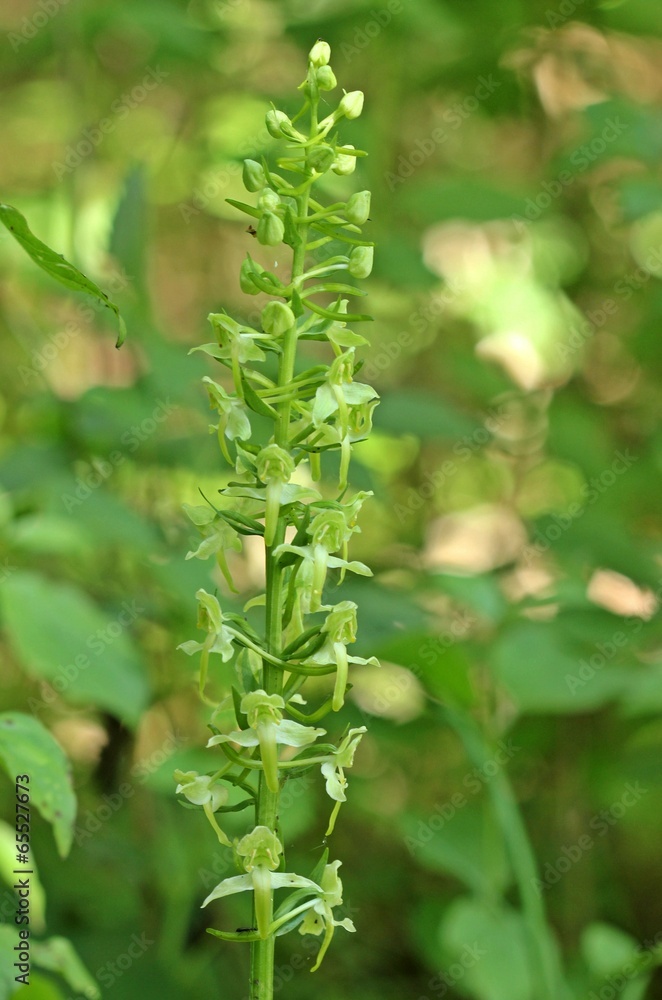 Grünliche Waldhyazinthe (Platanthera chlorantha)