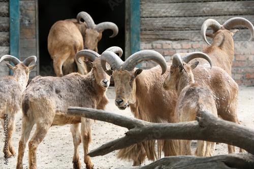 Mouflons in zoo photo