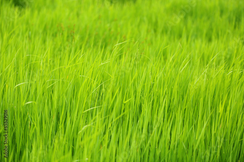 Beautiful green grass in field