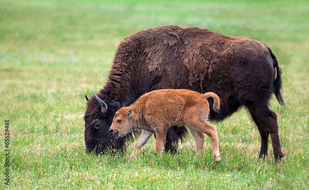 Buffalo cow and a calf Buffalo cow and a calf
