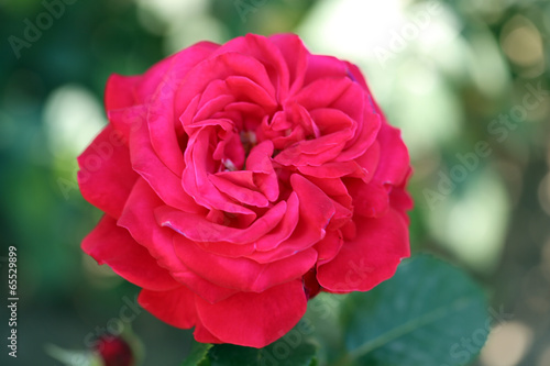 Beautiful red rose on green bush