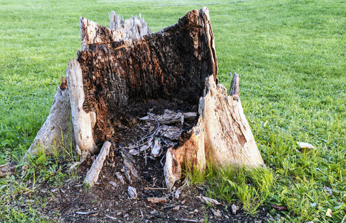 Giant Rotten Tree Stump