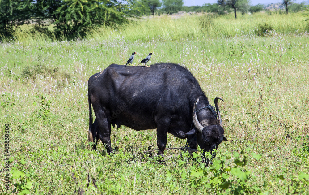 indian cow grazes at the meadow indian cow grazes at the meadow