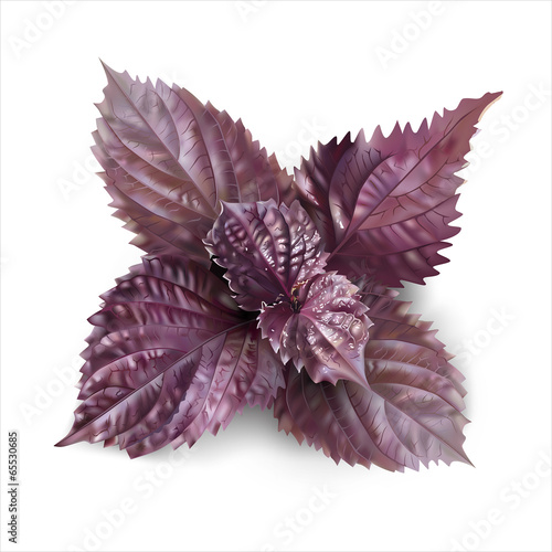 Purple basil on white.  Vector