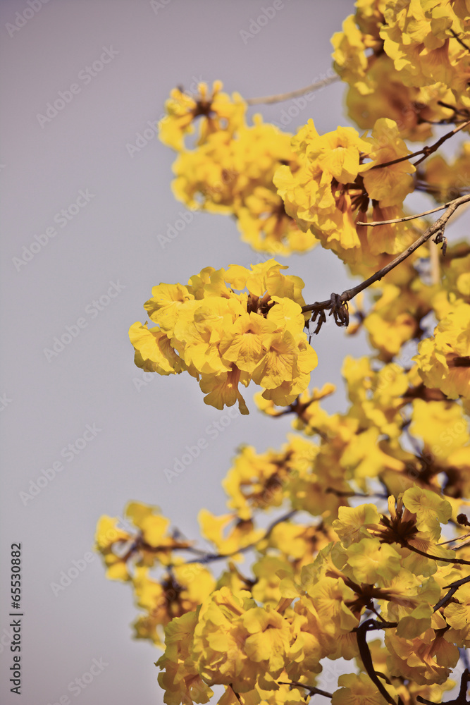 goled tree flower (yellow pui) goled tree flower (yellow pui)