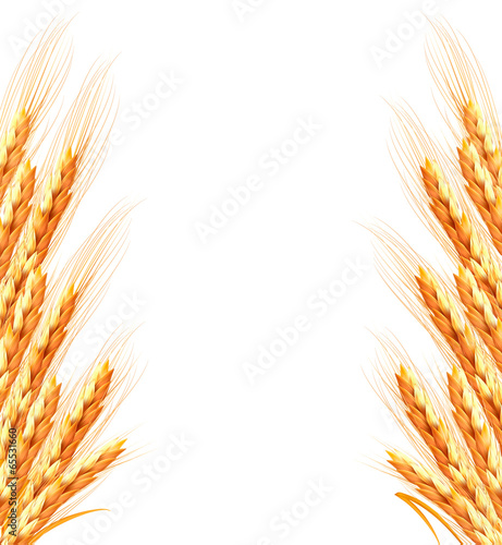 Ears of wheat background. Vector illustration