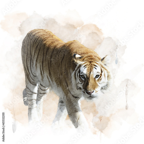 Fototapeta Naklejka Na Ścianę i Meble -  Tiger Walking