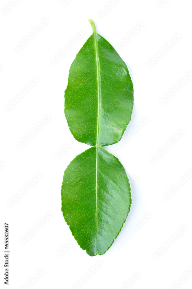 Obraz premium Kaffir Lime leaves - isolated - herb used in Asian food 
