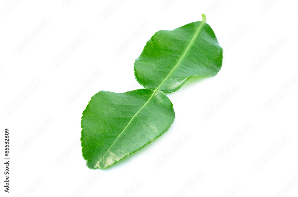 Kaffir Lime leaves - isolated - herb used in Asian food Kaffir Lime leaves - isolated - herb used in Asian food