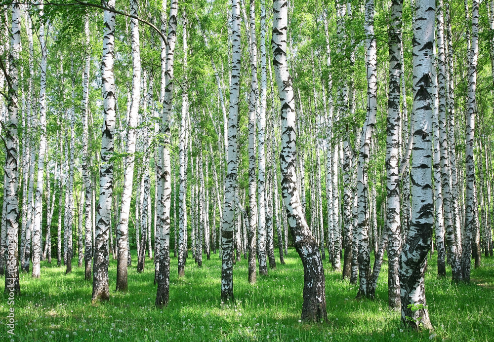 Fototapeta premium Wiosna brzozowy las ze świeżymi zieleniami