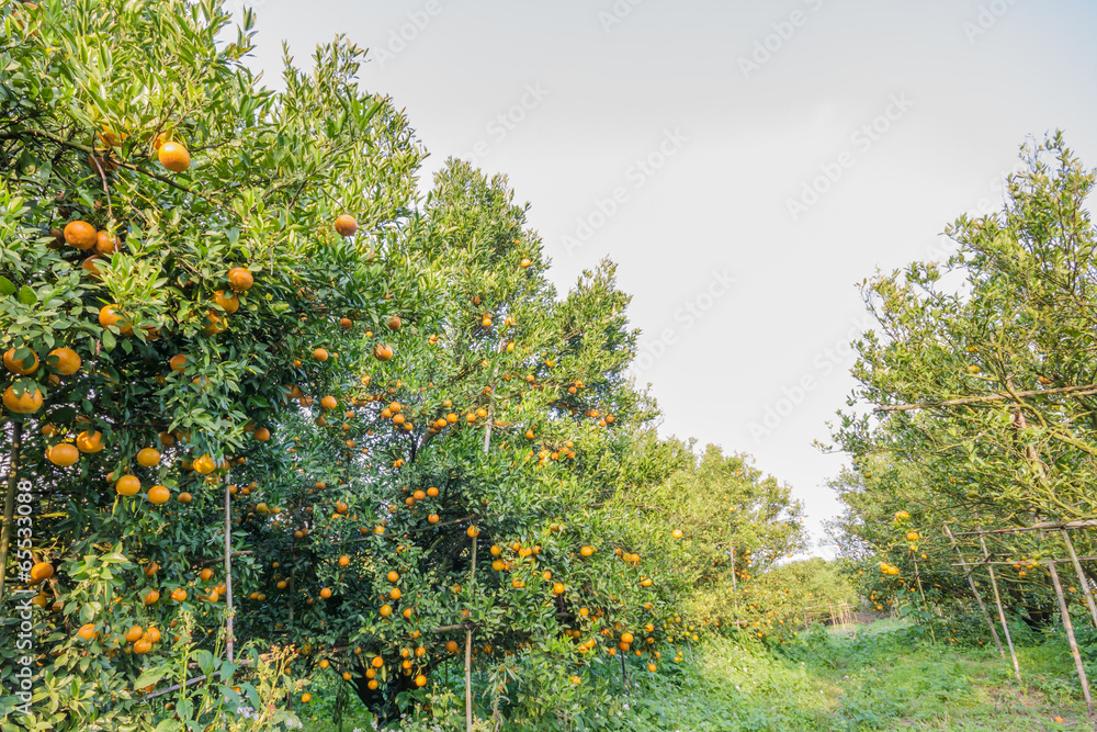 citrus farm citrus farm